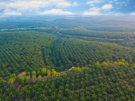 Aerial view of oil palm tree plantation field, Agricultural industryの写真素材