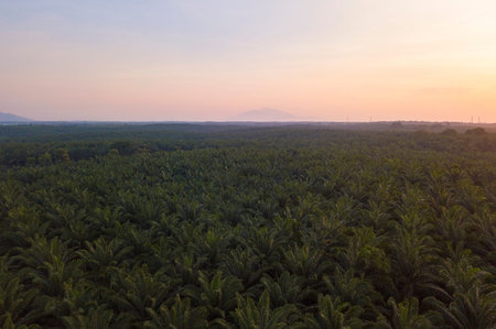 Aerial view of oil palm tree plantation field, Agricultural industry