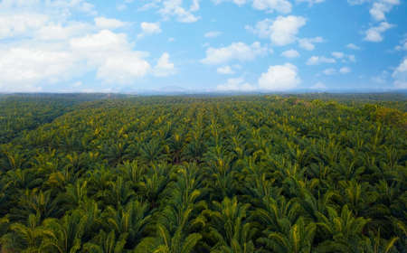 Aerial view of oil palm tree plantation field, Agricultural industryの写真素材