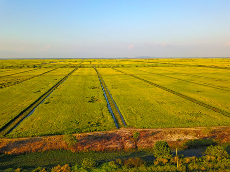 Aerial view of yellow paddy field waiting for harvestの写真素材