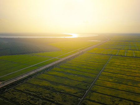 Aerial view of yellow paddy field waiting for harvest