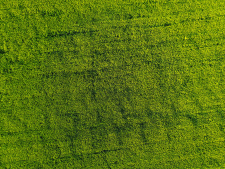 Aerial view of yellow paddy field waiting for harvest