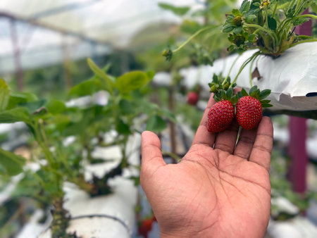 A farmer picking a fresh strawberry in the gardenの写真素材