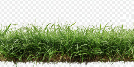 Lush green grass field landscape cut out on transparent background  - aiの素材