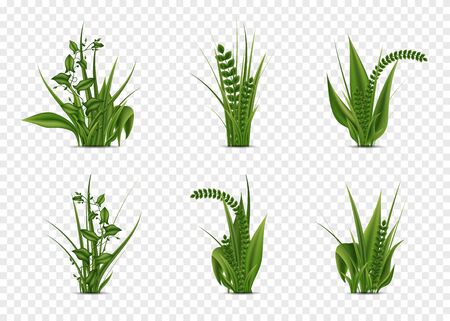 Set of grass of different shapes. Spring.のイラスト素材