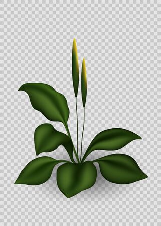 Realistic green grass. 3D fresh spring plant. Vector illustration EPS10のイラスト素材