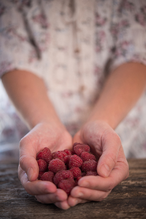 Hands ful of red ripe raspberries in woman handsの写真素材
