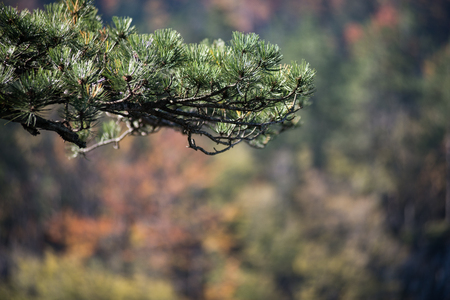 Close up pine branch on bright colorful autumn backgroundの写真素材