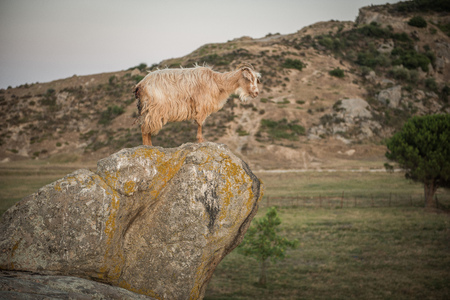 Wild goat standing lonely at stoneの写真素材