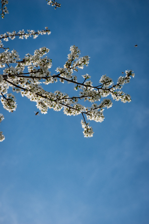 Blossom fruit and blue sky with copy spaceの写真素材