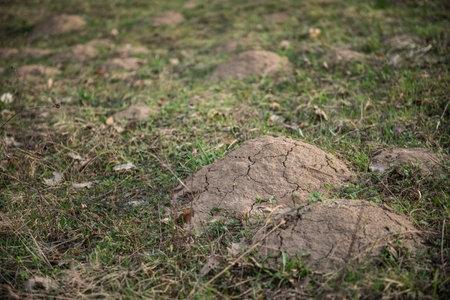 Small anthill in grass