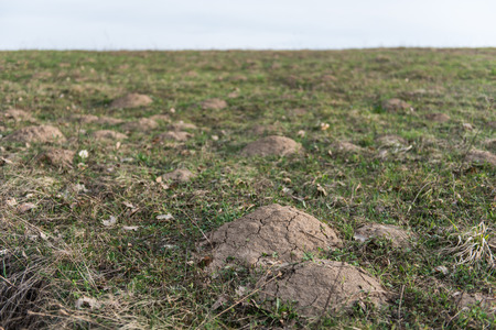 Anthillの写真素材