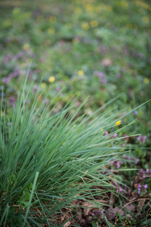 Fresh green grass closeupの写真素材