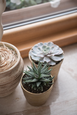 Aloe vera plant cactus in pot next to windowの写真素材