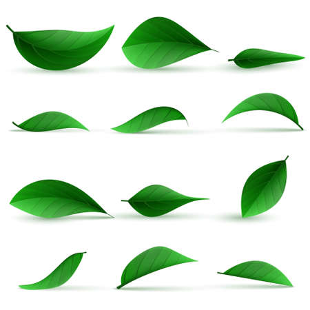 Realistic green tea leaves. Green tea leaf, natural freshness illustration. Realistic 3d detailed green tea leaves set. Vector illustrationのイラスト素材