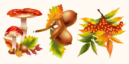 Set of realistic oak leaves, rowan, acorns and mushrooms.のイラスト素材