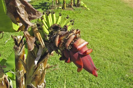 banana flower with ripening fruitの写真素材