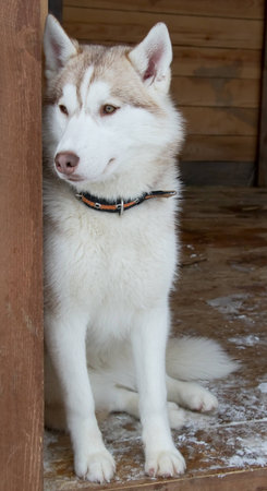 dog breed Siberian husky sitting on the threshold of the cellの写真素材