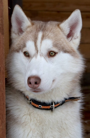 Siberian Husky dog breed (closeup muzzle)の写真素材