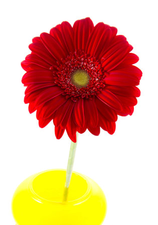 One red gerbera in yellow vase on white backgroundの写真素材