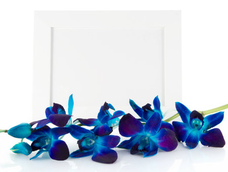 Dendrobium orchid with reflection and photo frame on light backgroundの写真素材