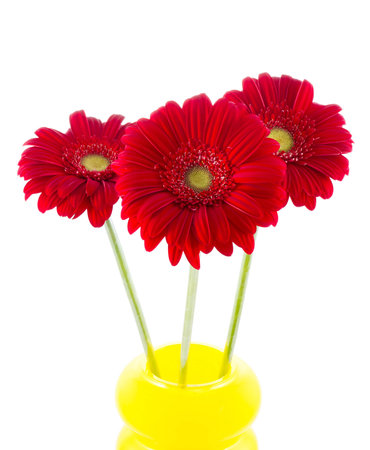 three red gerbera in a vase on white backgroundの写真素材