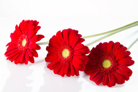 three red gerbera with reflection on light backgroundの写真素材