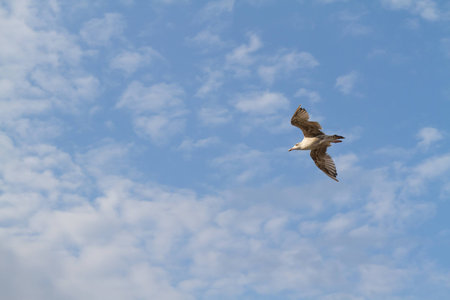 albatross flying on the background a blue sky with cloudsの写真素材