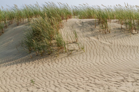 Sand dune with grass on a summer eveningの写真素材