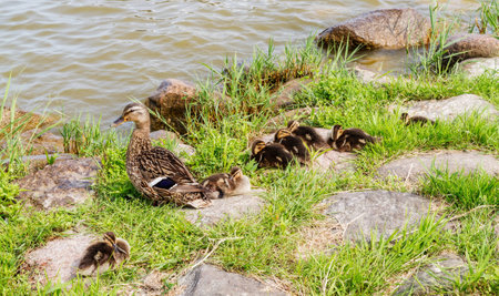 duck and seven ducklings on the banks of a summer dayの写真素材