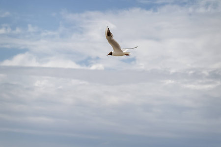 seagull flying on the background a blue sky with clouds