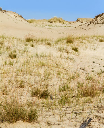 sandy landscape dune Nagliu, Curonian Spit, Lithuaniaの写真素材