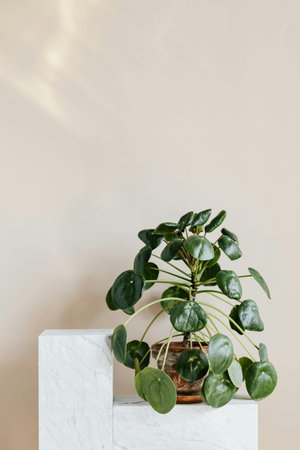 Houseplant in a pot on a white concrete stand against a beige wallの写真素材