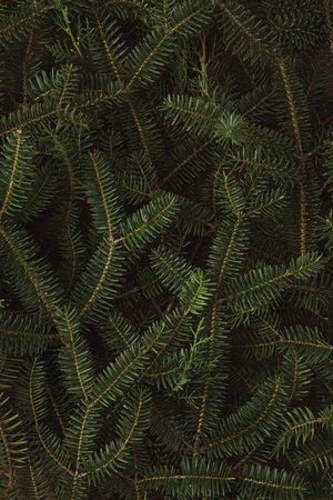 Christmas tree texture with evergreen branches.Minimal Christmas and New Year concept background.