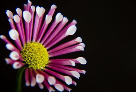 close-up of a unique purple flower on a black backgroundの写真素材