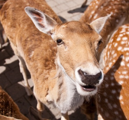 friendly deer with silly expressionsの写真素材