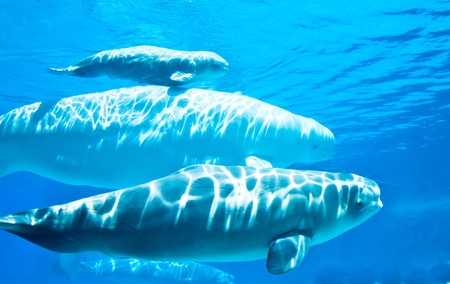 friendly beluga whales in underwater viewingの写真素材