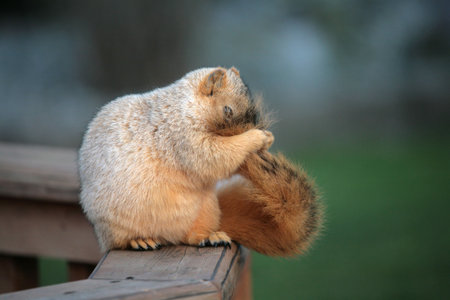Cute Grooming Squirrelの写真素材