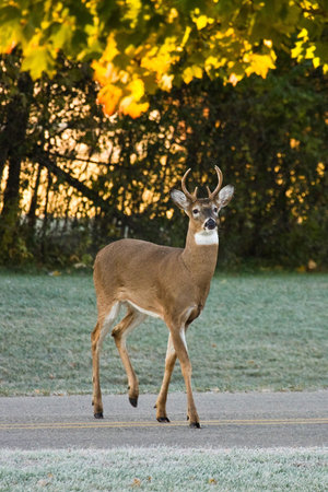 Whitetail Buck Deer Crossing Busy Road in Daylightの写真素材