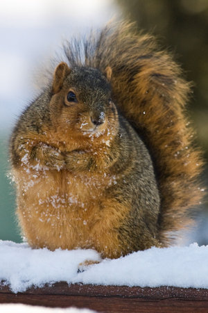 Chubby And Cute Fox Squirrel  Begging For Food In Wintertime