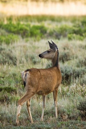 Utah Mule Deer の写真素材