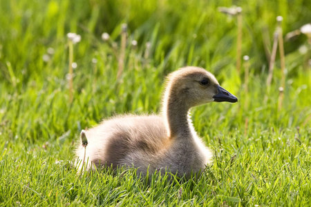 Cute Baby Gosling Resting In The Grassの写真素材