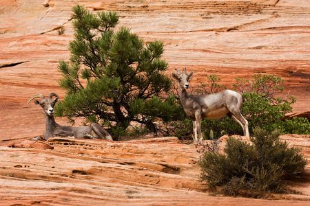 Two Ewes Big Horn SheepZion National Park Utahの写真素材