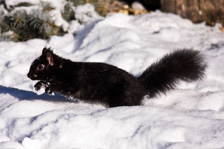 Black Squirrel in winter hopping through deep snowの写真素材