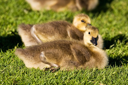 Young Baby Canada Goose Resting On Grassの写真素材