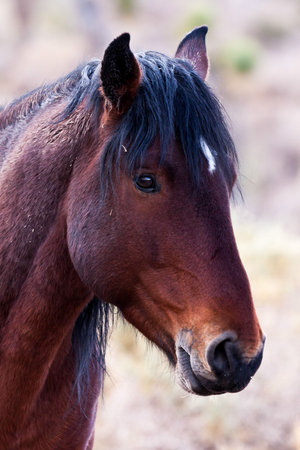 Wild Open Range Horse In Nevada Desertの写真素材