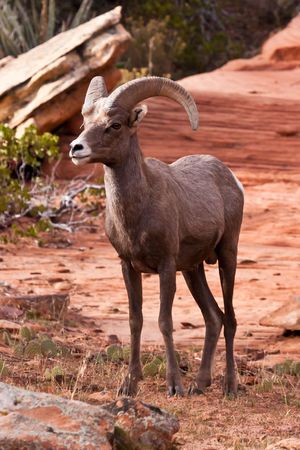 Desert Big Horn Ram Sheep in Utahâs Zion National Parkの写真素材