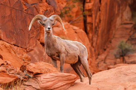 Mojave Desert Big Horn Sheep Ramの写真素材