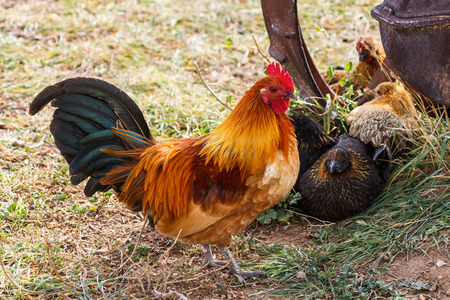 Colorful Farm Rooster with Hensの写真素材