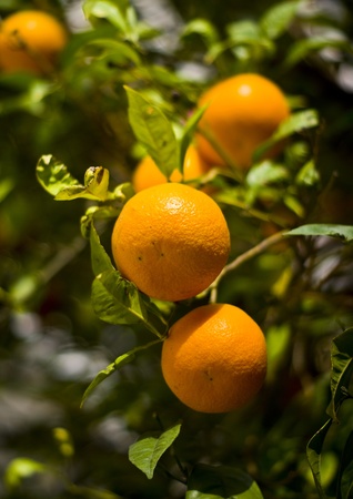 An upclose picture of oranges growing along the road in Athens, Greece.の写真素材